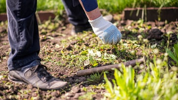 Recently, a geography teacher unearthed the value of an ancient stone in their garden.