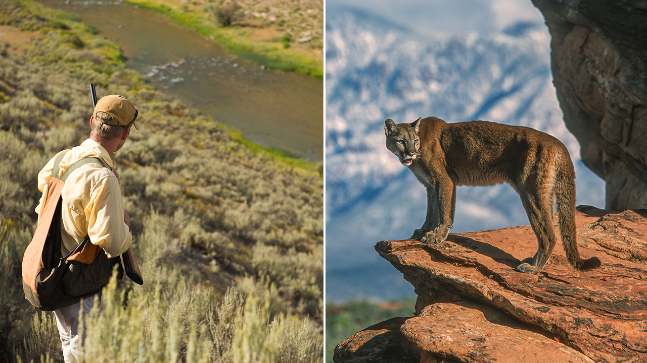 Voters in Colorado will decide on a ban of hunting mountain lions and other wild cats.