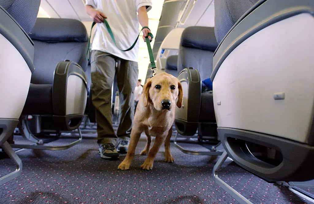 Passenger's proximity to large dog on plane sparks debate among airline passengers.