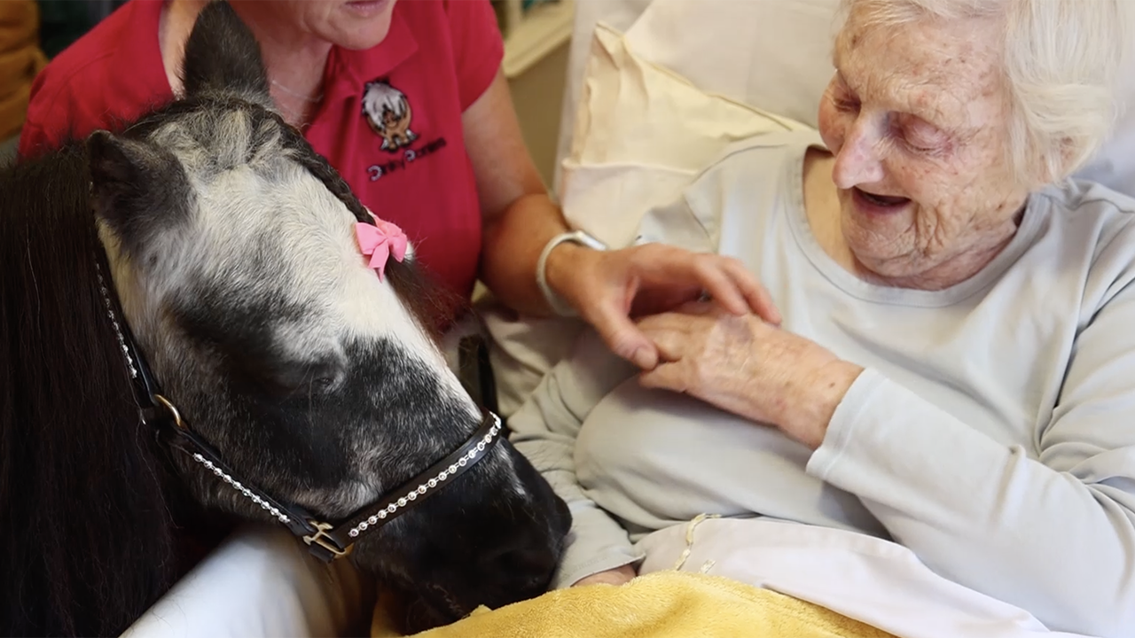 Those in need receive joy and humor from therapy ponies in special program.