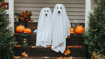 Halloween decorations are already available at these 4 stores.