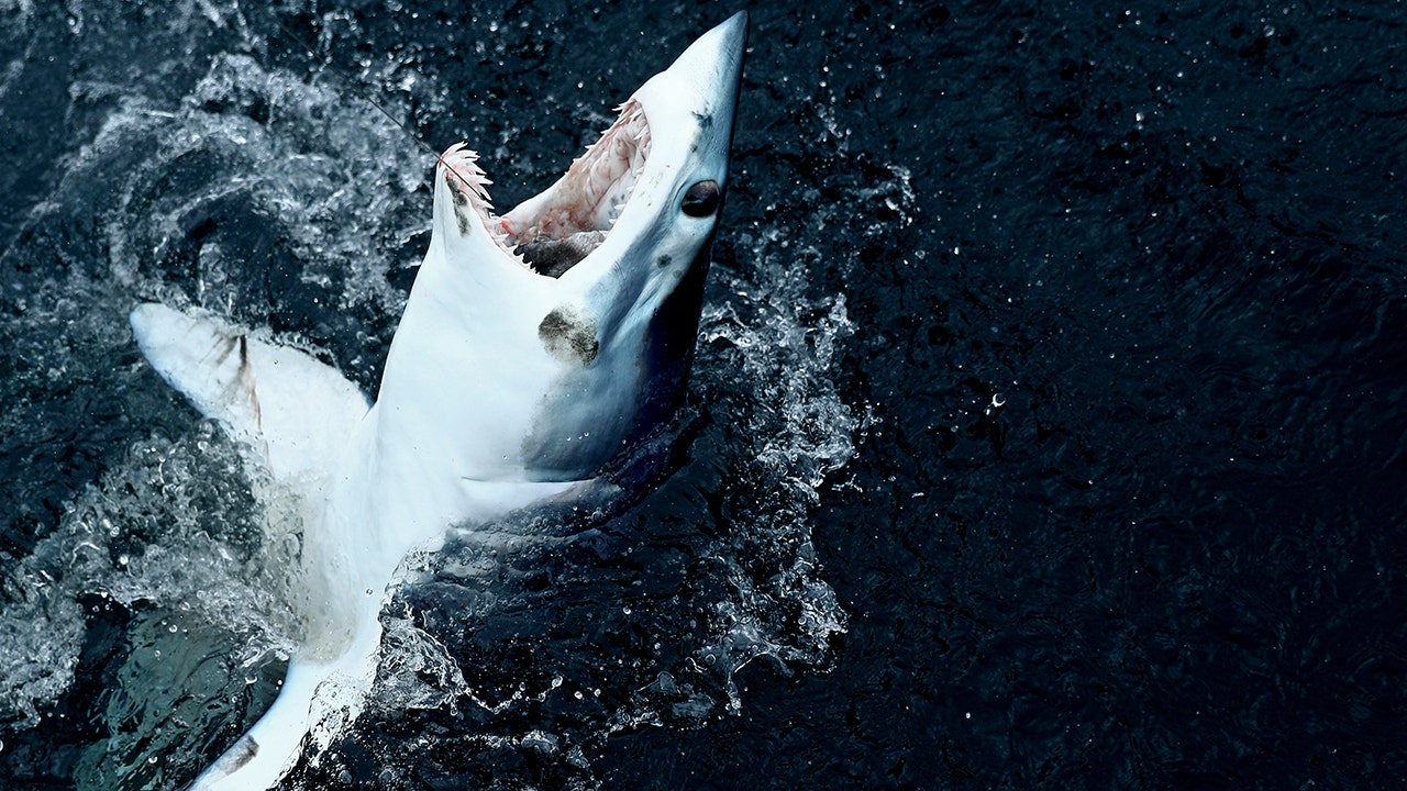 Researchers suspect that an even bigger shark consumed a 7-foot shark.