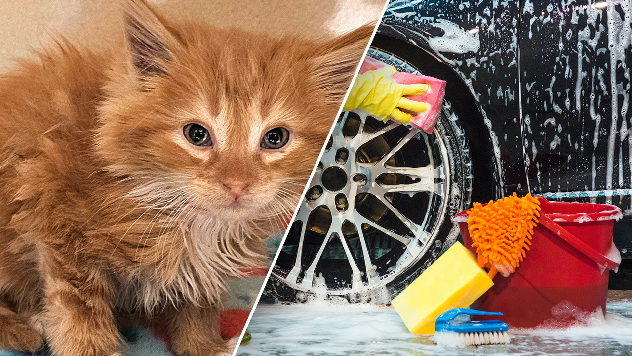 An employee at a car wash saved a kitten that had accidentally fallen into the machine.