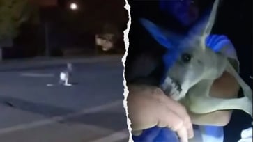 Kangaroo on the Run: Police Pursue Furry Fugitive in Street Chase Caught on Camera