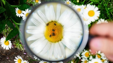 Citizens are encouraged to monitor insect populations in their own yards during the German 'insect summer'.