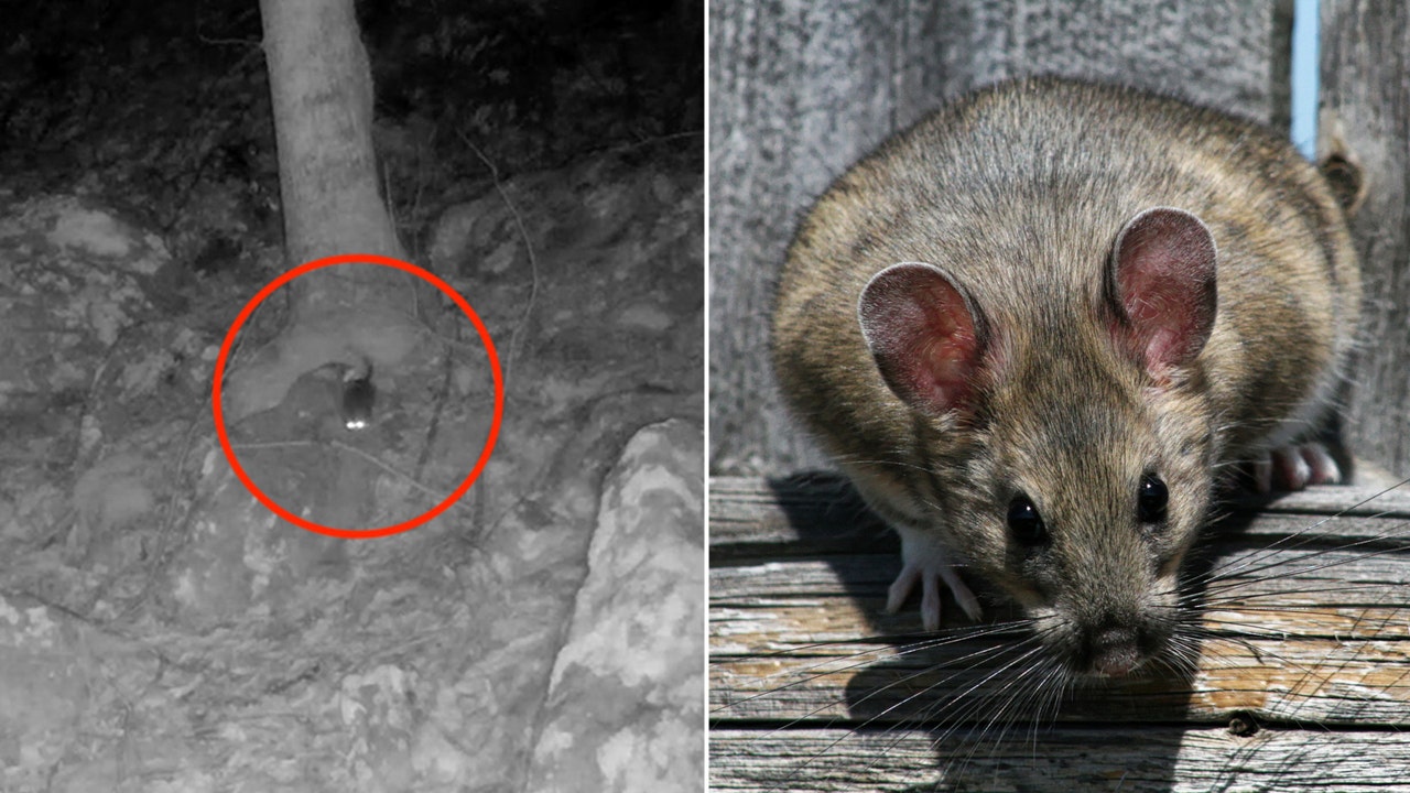 A West Virginia trail camera captured images of a rare species of ...