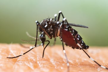 What is the mosquito-borne disease that resulted in the death of a man in New Hampshire?