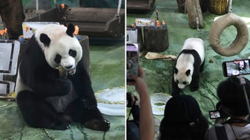 In Taiwan, a giant panda celebrates her 20th birthday: 'Adorable and amusing'