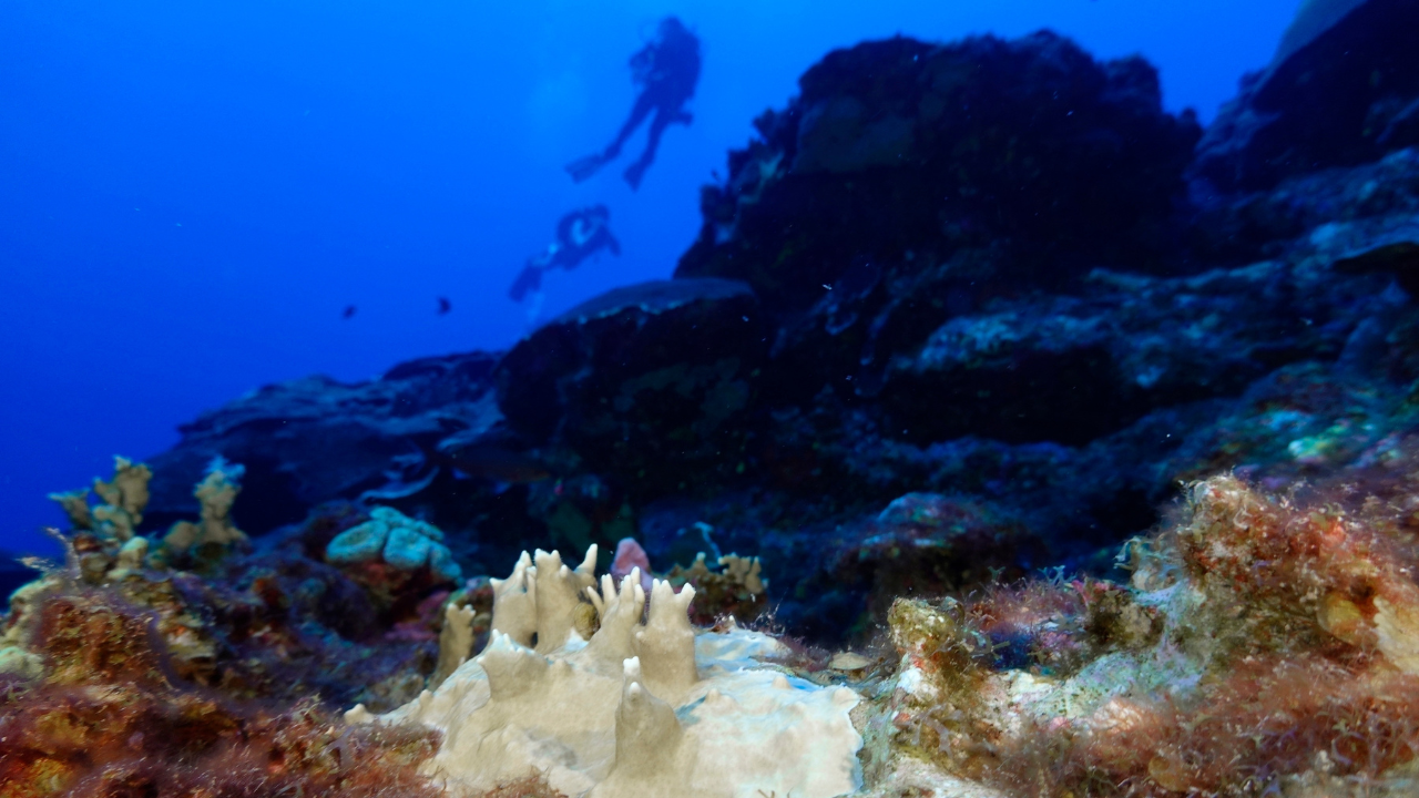 Scientists warn of the possibility of the worst coral bleaching event in history due to rising ocean temperatures.