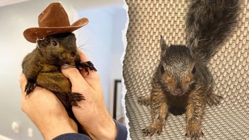 Officials may euthanize the adopted squirrel, Peanut, taken away by New York state.