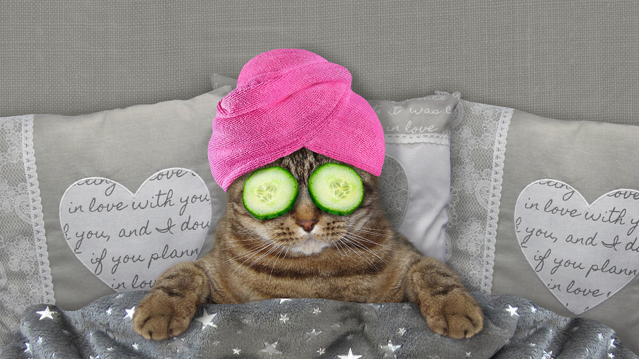 Seven cat spa day picks for pampering your feline friend are currently trending.