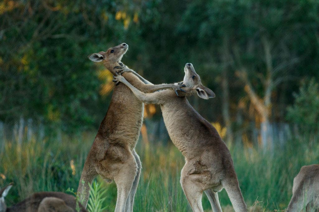 Discovering the Strength of Kangaroos and Their Unique Punching Abilities
