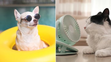 This summer, keep your pet cool and safe with these 5 essentials during hot, humid weather.