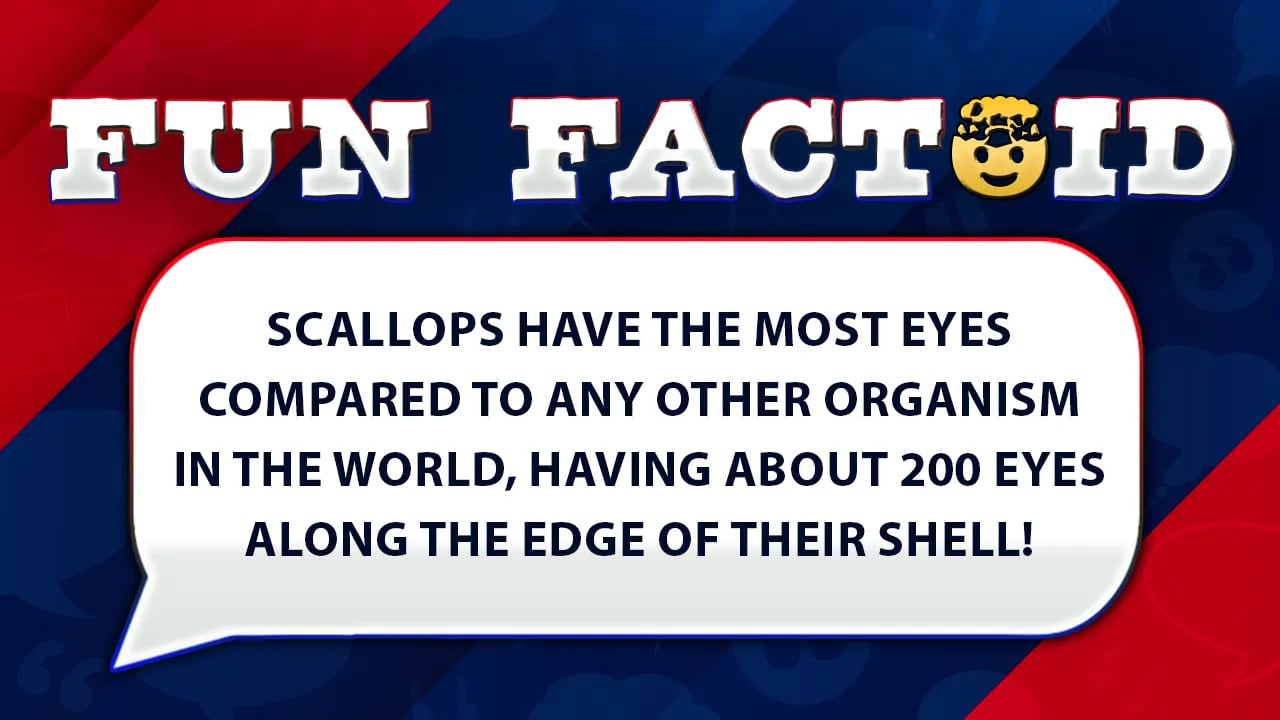 The scallop has the most eyes of any animal globally.