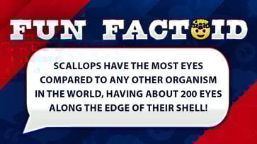 The scallop has the most eyes of any animal globally.