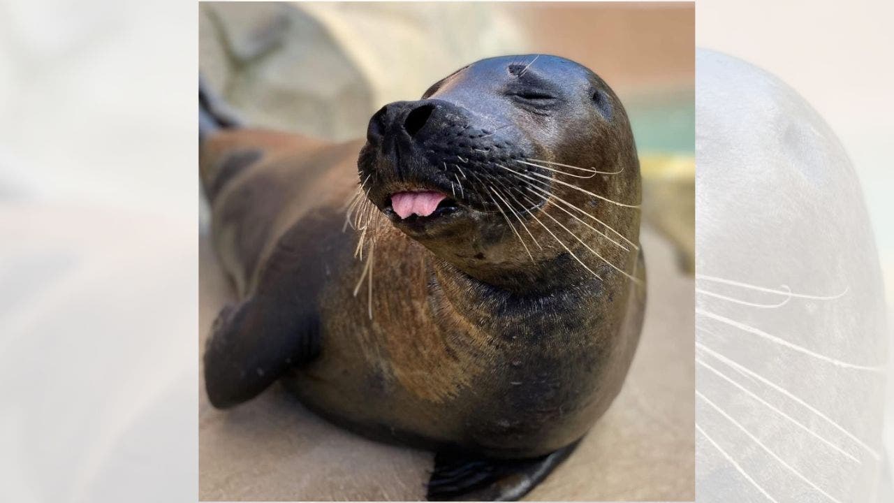 The Lincoln Park Zoo in Chicago has suffered losses due to bird flu, with both a flamingo and a seal succumbing to the illness.