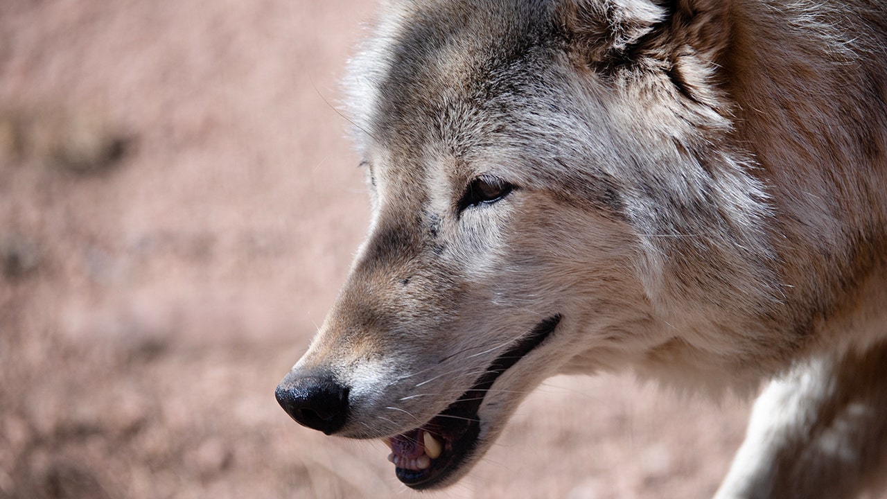 Repeated attacks on livestock in Colorado are being attributed to the reintroduction of wolves.