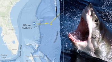 A 1,400-pound great white shark was detected four times near a Florida beach in one day.