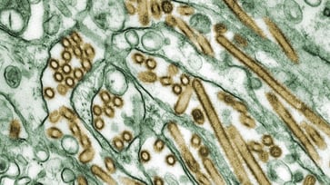 Four new cases of bird flu have been identified in Washington state, as the H5N1 outbreak continues to spread.