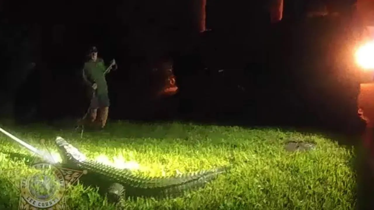 Officials in Florida were filmed wrestling with an 8-foot alligator that was near a home's front yard.