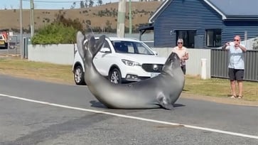 TikTok videos featuring 'Neil the Seal' have gone viral, bringing him internet fame.