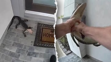 CAPTURED ON CAMERA: Texas Cop Battles Alligator on Doorstep with Bare Hands, Earning Praise as a Hero