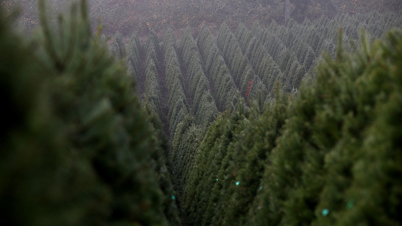 Nearly 1 million Christmas trees are sold annually from Oregon's largest tree farm.