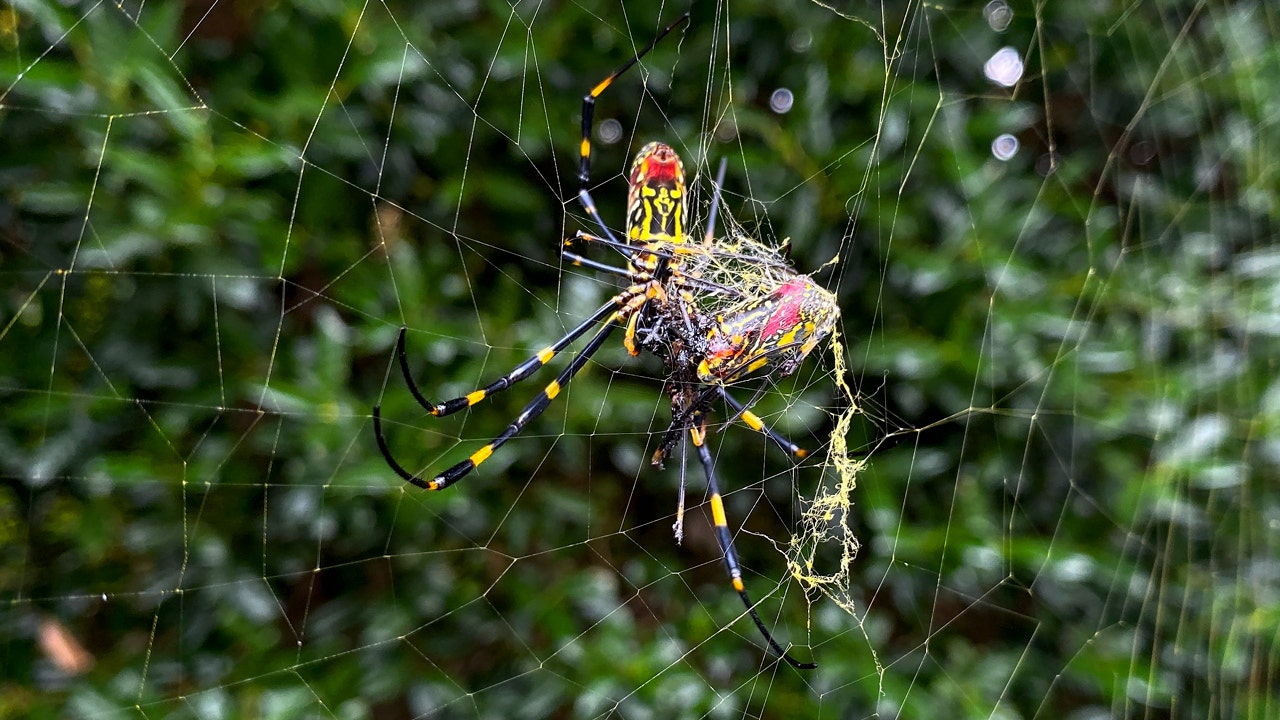 In the US, the Joro spider is becoming more prevalent, but it's not the invasive species that poses a threat.