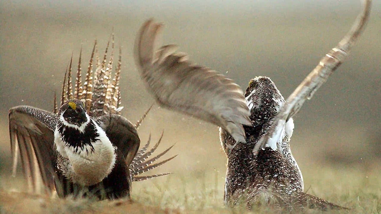 The US will tighten restrictions on energy development to safeguard the endangered sage grouse.