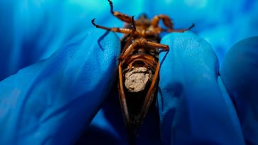 Parasitic fungus-infected cicadas with hypersexual behavior are being collected by scientists.