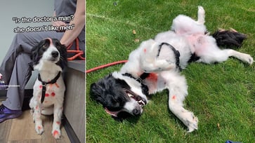 The TikTok video featuring a red-spotted dog has sparked excitement among fans, who are eager to learn about the significance of her colorful spots.