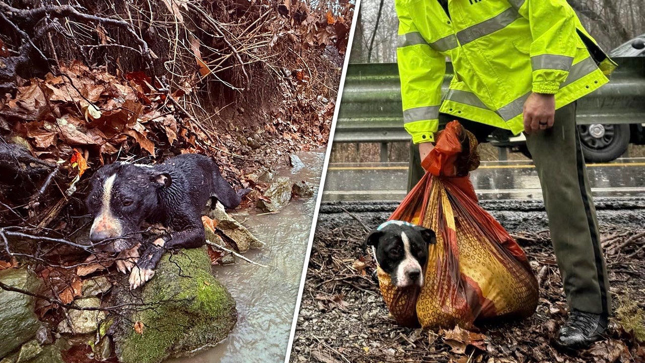 Video: Rescue mission reunites Tennessee dog with family after being found in ravine.