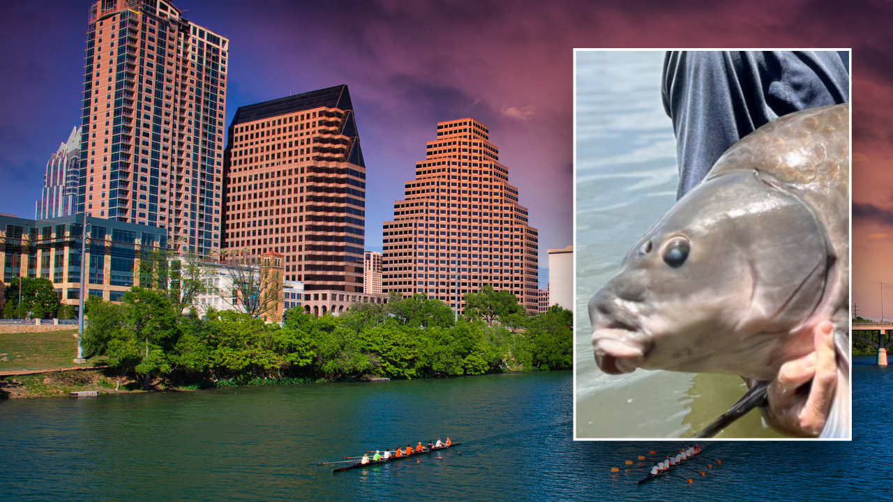 A record-breaking 71-pound fish is caught by an angler in the notorious Texas lake.