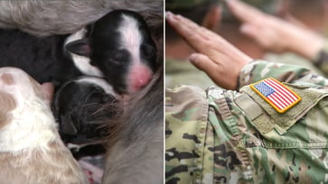 On Memorial Day, a dog in Arizona gives birth to pups that will be given to veterans as a gesture of support.