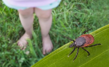 A newly discovered virus in China, transmitted through ticks, has the potential to harm the brain, according to researchers.