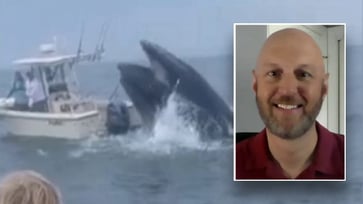 Breaching whale capsized fisherman's boat; he recounts being in 'fight or flight mode'