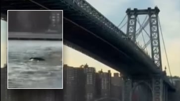 New York City residents were astonished to see a whale swimming under the Brooklyn Bridge on camera.