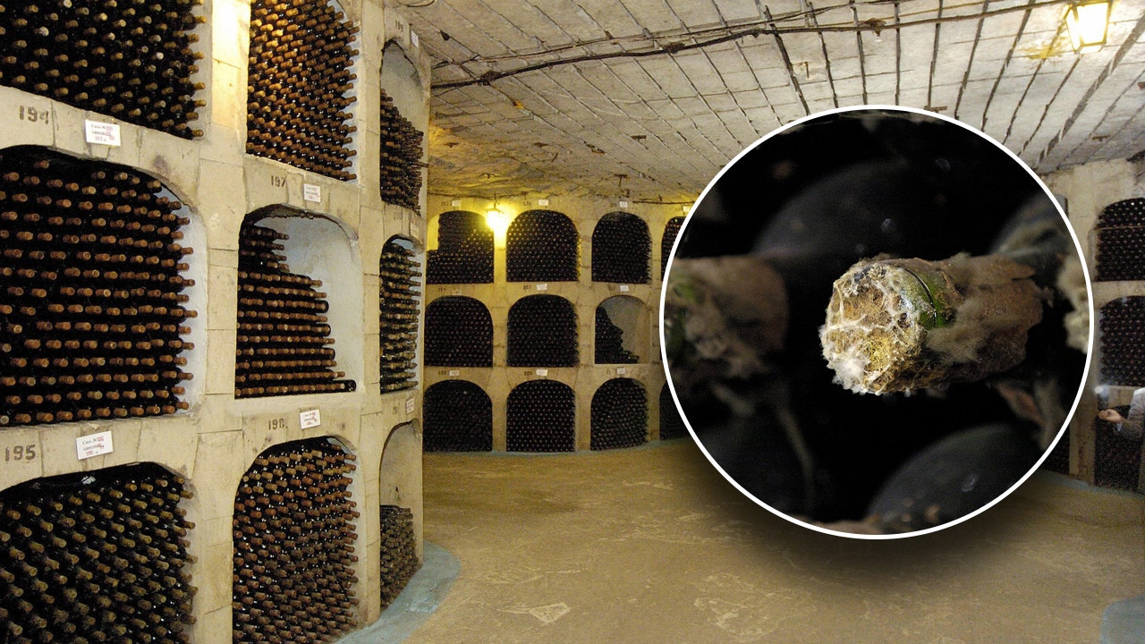 Nearly 2 million bottles of wine are owned by the underground wine city in Moldova, which boasts the world's largest collection.