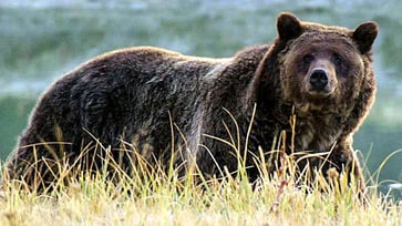 Grizzly bear attacks Idaho hunter, leaving him with a 'surprise' experience: 'It felt like playing tug of war with my dog'