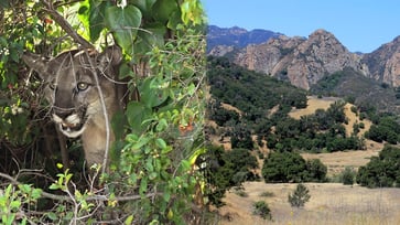 A 5-year-old child was attacked by a mountain lion while picnicking with their family at a Southern California park.