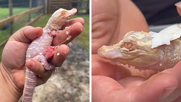 An albino alligator hatches in Florida: 'Rare species with estimated population of 100 to 200 individuals worldwide'