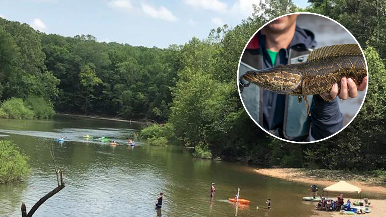 'Aggressive predators' caught in Missouri for fourth time: Rare snake-like fish that breathes air.