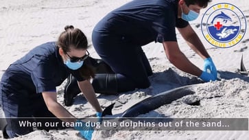 A "very unusual event" occurred on Mississippi's Petit Bois Island as four dolphins were discovered dead.