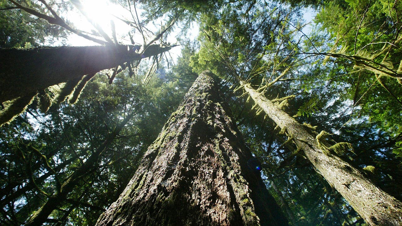 What you never knew: Can you accurately determine a tree's age by examining its stump rings?