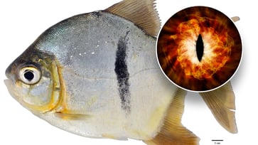 A new fish species with human-like teeth has been named after a popular movie villain.