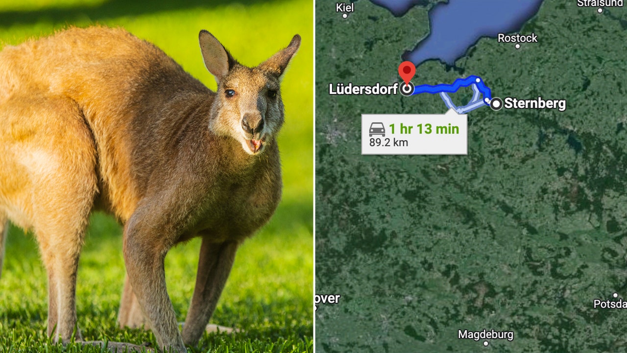 A kangaroo that had been missing in Germany for six months was discovered approximately 50 miles from its home.