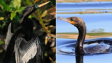 Uncommon 'devil bird' sightings reported in Maine.