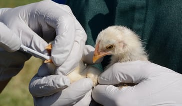 Nearly 40 confirmed cases of human bird flu have been reported in a single state, making it the country's leader in this area.