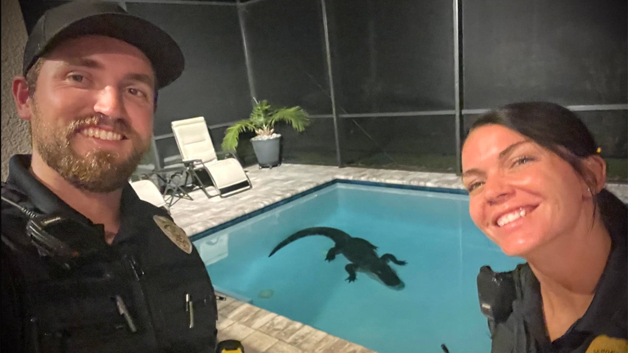 A 10-foot alligator was removed from a Florida resident's pool after breaking through a backyard screen.