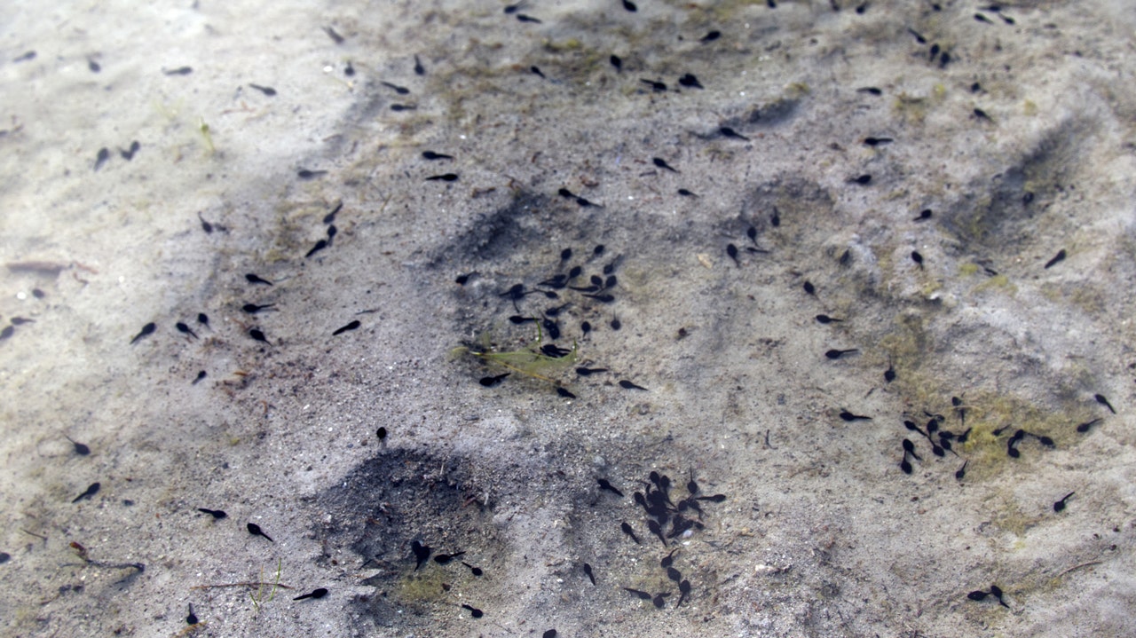 The oldest tadpole fossil ever discovered was unearthed by scientists in Argentina.